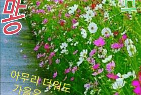  아무리 더워도 가을이 성큼 오고있어요