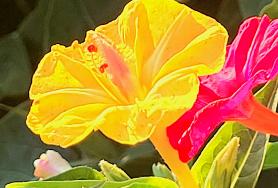  아름답게 핀 분꽃