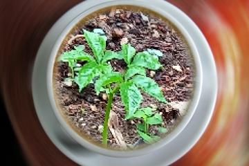  My ginseng field