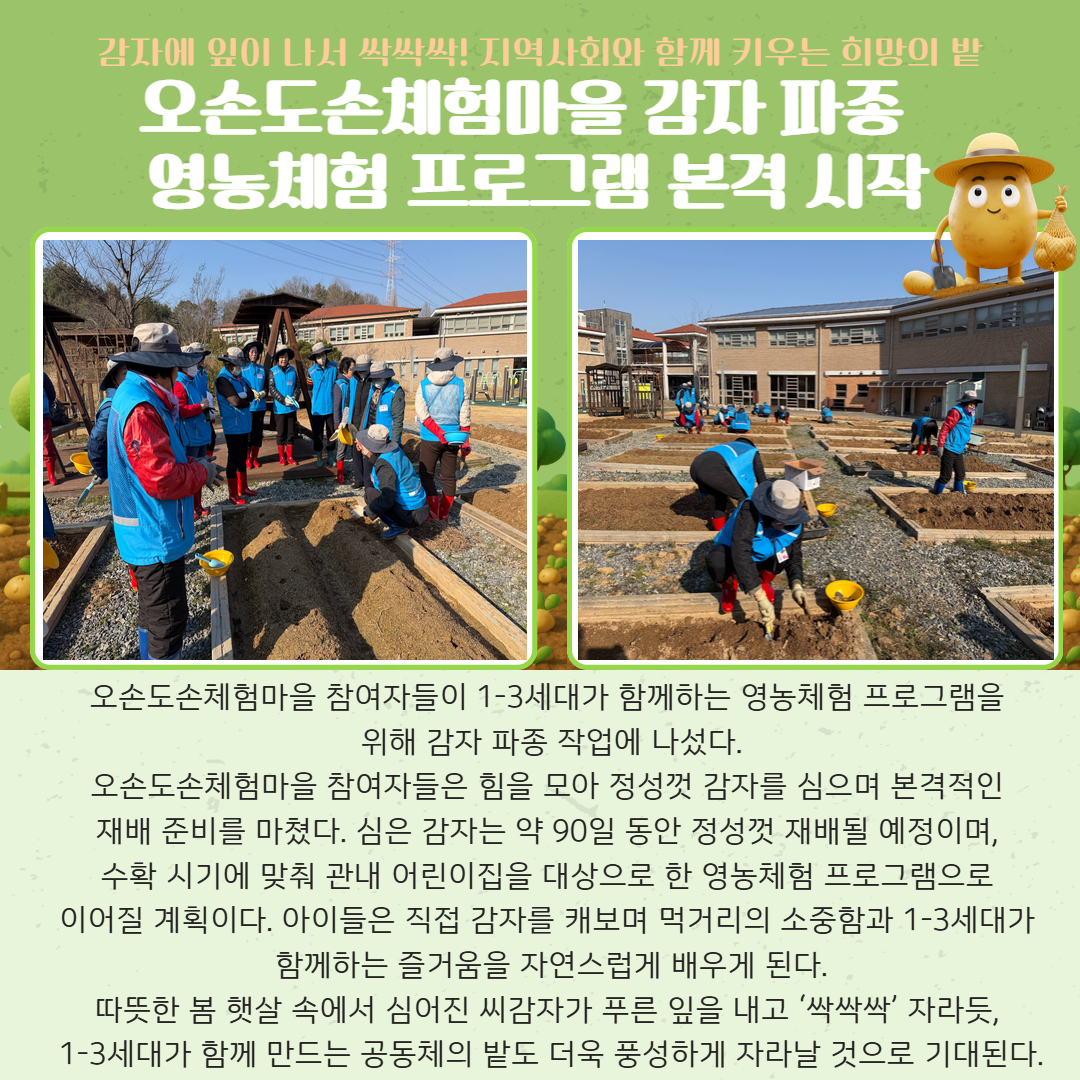 오손도손체험마을 감자 파종(최종).jpg