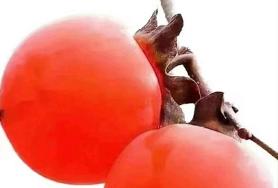  홍시처럼 가을이 무르익어 갑니다