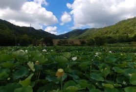  무안 회산백련지 연꽃 축제