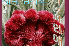  백년에 한번 핀다는 행운 파인애플풀 