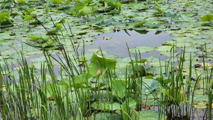  1.양산동 호수공원 연