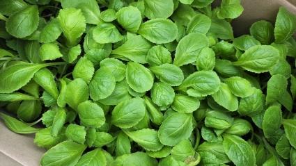  어설픈초보농부들의 주말일상 배추모종심기