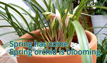  Spring  Orchid.