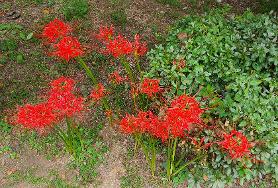  영광 불갑사 상사화 만발