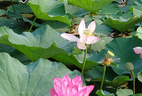  연제동 호수공원 연꽃