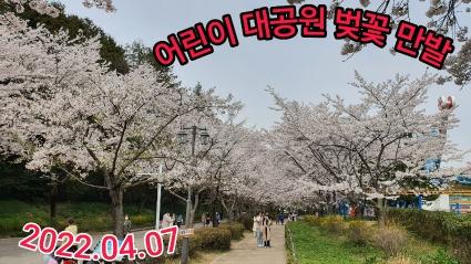  어린이 대공원 벚꽃 만발