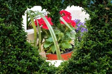  beautiful flowers