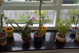  식당에 꽂 화분