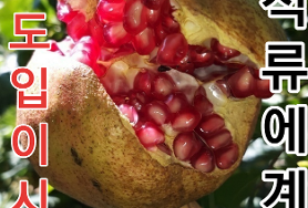  가을은 석류의  계절 입니다