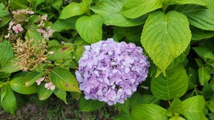  효령타운 도시정원