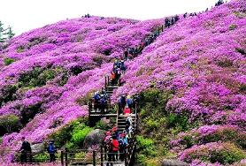  만산홍엽
