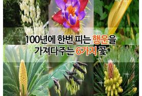  백년에 한번 핀다는 행운꽃6가지