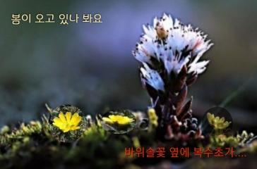  바위솔꽃