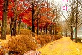  滿山紅葉(만산홍엽)의 季節