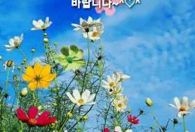  가을은  코스모스에 계절