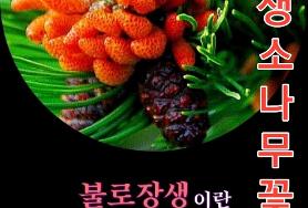  불로장생 꽃말 소나무꽃
