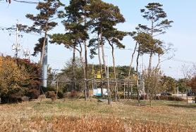  아름다운 소나무 군락