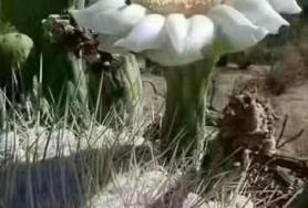  400년 한번 핀다는 마하메루꽃