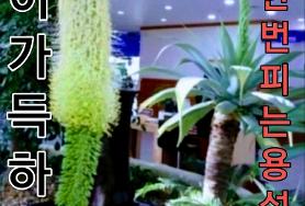  100년 한번 핀다는 용설란