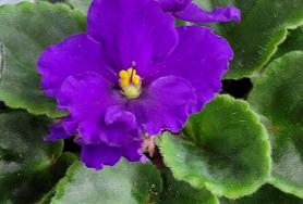  우리집, 효령타운전경