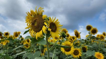  해바라기꽃 감사합니다.