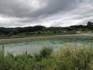  죽림리저수지연꽃