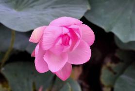  우리호수공원연꽃