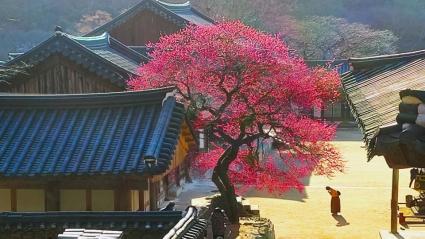  봄의 전령사 홍매화!-봄이 오면 나는(이해인)-On Day in Spring(어느 봄날에)- Bandari- Photo by 