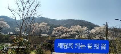  벗꽃