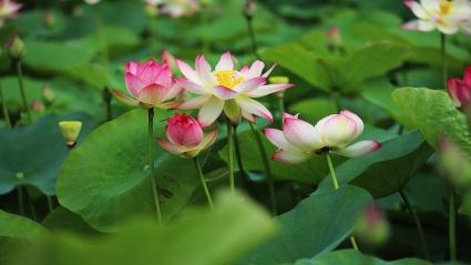  [양산호수]연꽃(박태강&박순옥)-깨달음의 찰나(Saewataporn)-PD20 FX(Flower Color)