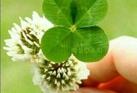  행운의 네잎 클로버