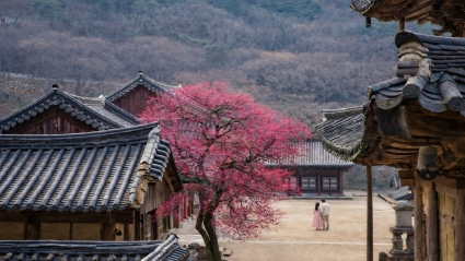  봄날은 간다- 11人 11色(*백설희 *장사익 *이미자 *심수봉 *주현미 * 나훈아 *최백호 *린 *정서주 *송가인 *차지연)